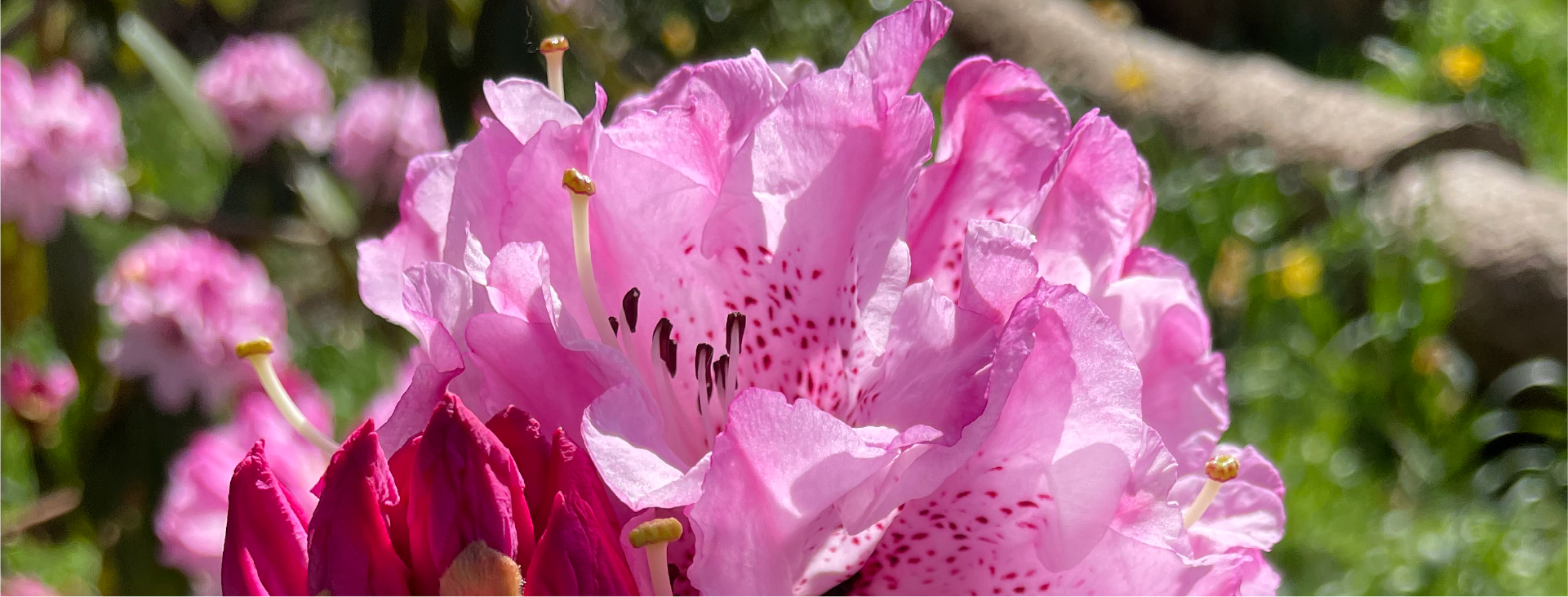 Professional garden maintenance in Oxfordshire