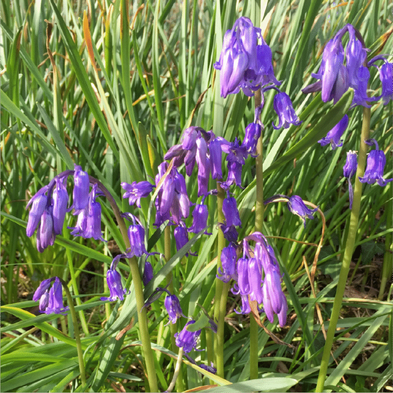 Seasonal garden maintenance in an Oxfordshire private garden