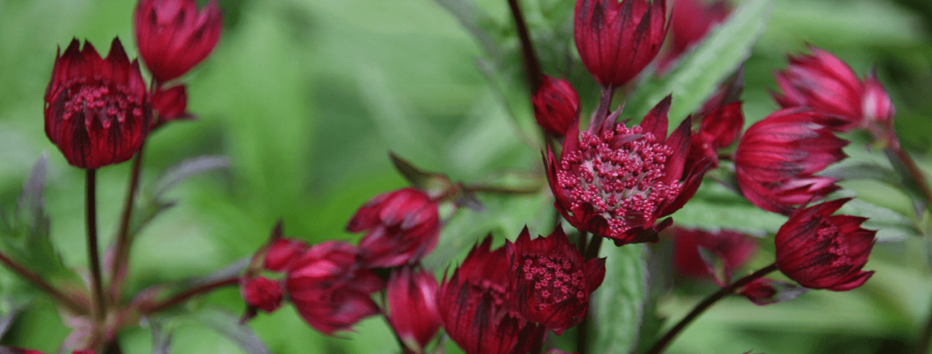 Astrantia flower